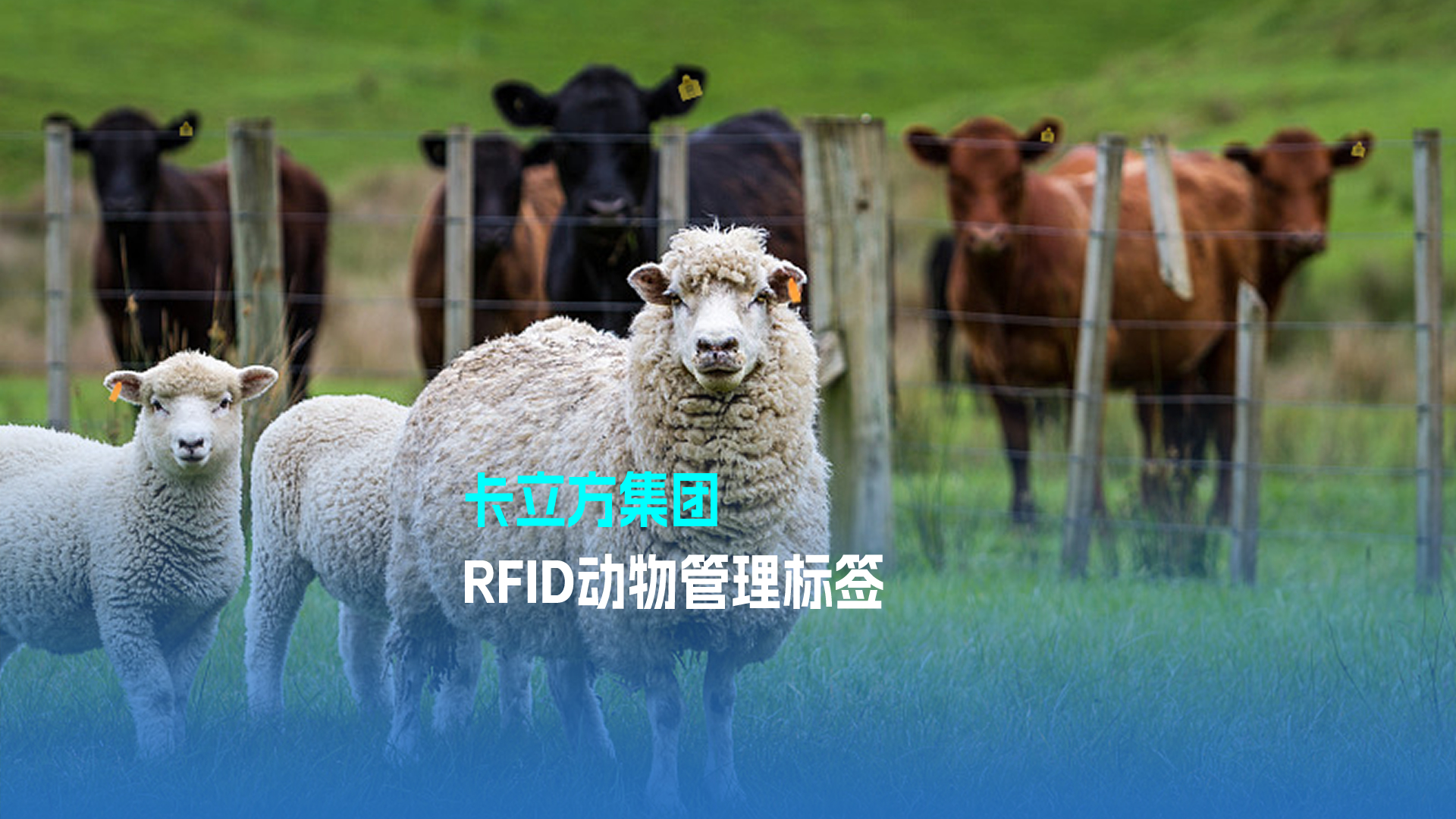 ca88官方唯一网站集团RFID动物治理标签 科技赋能现代畜牧业新篇章